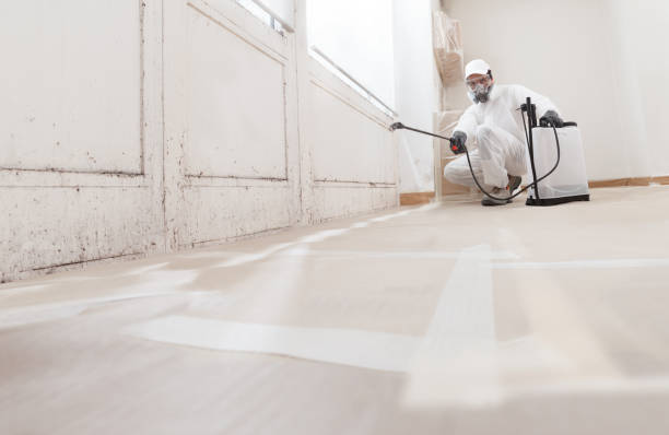 Black mold remediation team in Patton